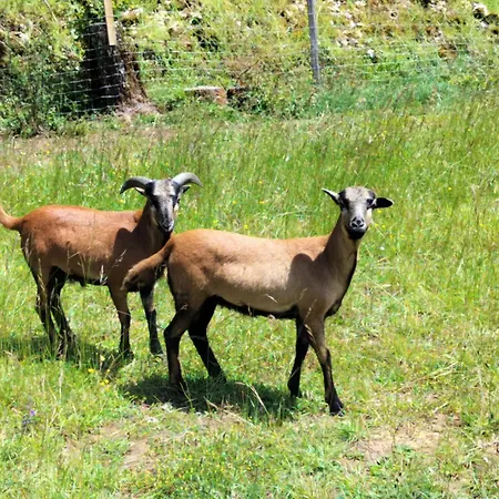 De La Peyre Et Du Causse *