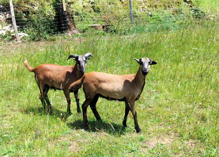 De La Peyre Et Du Causse *